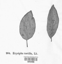 Erysiphe tortilis image
